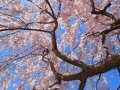 恋のあらゆる場面を盛り上げる“お花見”の活用法