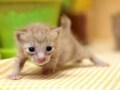 猫、変身しました
