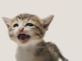 よく鳴く猫と鳴かない猫の違い！甘えん坊など性格も関係しているの？