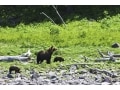 熊、猪、カラス…有害鳥獣に出会ったらどうするのか