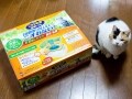 猫と同居人と理想のトイレの関係