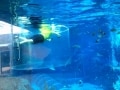 シンガポールでサメの水槽に入る!? 体験レポート