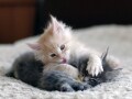 くっつきたがる子猫たち