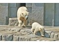 札幌の超人気アイドル！円山動物園のシロクマ赤ちゃん