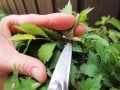 ケヤキ盆栽の剪定（せんてい）方法……内側と外側を剪定するには