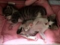 猫たちのくつろぎスタイルは
