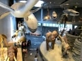 恐竜が動く！ ハイテクが話題の新・上海自然博物館