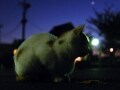 夜の森の猫たち