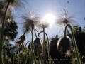 【生活彩るカメラ術9】 花・植物を印象的に撮るコツ