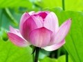 鎌倉涼感スポット！緑風のお寺～海、ハス咲く光明寺