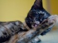 お茶の水に譲渡型猫カフェ誕生
