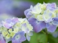 梅雨時の鎌倉へ！アジサイと共に訪れたいスポット