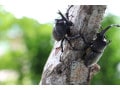 昆虫図鑑・科学絵本 人気おすすめ10選
