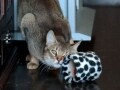 スリスリが大好きな猫