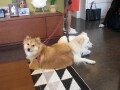 犬と共に快適に暮らす家づくりの工夫・アイデアとは