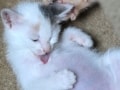 猫は何度も吐く動物！とはいえ、吐き続ける場合など心配な嘔吐とは？