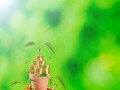 風水師が語る！お金持ちになる秘訣「お金の種まき」って？