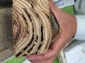 こまめな監視と水際で防ぐ、シロアリ対策してますか？