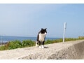 暑い夏、猫が体調を崩さないために……猫が一番苦手なのは？