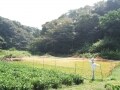 田んぼでほっこり！鎌倉中央公園でネイチャー散策