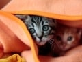 猫が固まるとき！その理由と原因とは