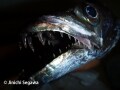 フラッシュで写真のイメージをコントロールする方法