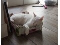 猫好き必見！ローマのネコカフェならぬネコビストロ?!