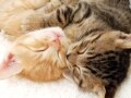 ひとりよりふたり。寄り添って寝る猫
