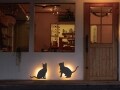 猫がいっぱい 可愛くて楽しいインテリアのリフォーム