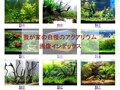 自慢のアクアリウム！画像インデックス