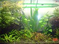 我が家の自慢のアクアリウム#11
