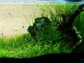 我が家の自慢のアクアリウム#14