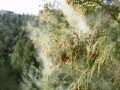 【2025年版】スギ・ヒノキ花粉飛散量予想と対策…例年との比較も