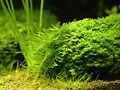 2種の水草を組み合わせて着生させる