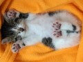 降参ポーズに降参！ヘソ天猫の画像集