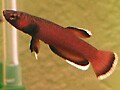 アナバスの仲間