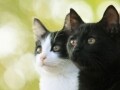 監督と主演猫に聞く映画「猫よん。」の魅力