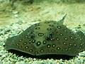 古代魚の仲間