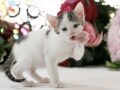 猫なんか呼んでみたら？