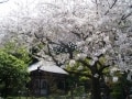 春の鎌倉デートに！ 長谷のお花見散策プラン