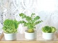 土なしで育つ野菜は？水耕栽培をキッチンで楽しむ方法