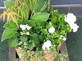 半日陰OKの、初夏の寄せ植え