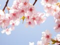 3月相場は52%の株が上がる？過去データから傾向を調査