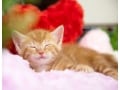 2月22日はにゃんにゃんにゃん！猫の日イベント2017