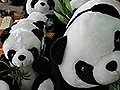 パンダの上海土産