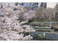 車窓からお花見！桜が楽しめる東京都内の路線4選