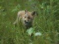 エキノコックス症の感染経路・症状・予防法