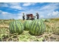 8月の「夏枯れ相場」は株価が下がりやすい？