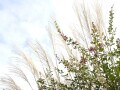 「秋分の日」「二十四節気の秋分」とは？2025年はいつ？ 違い・意味・由来や食べ物