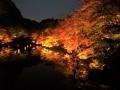 御船山楽園 絶景！日本最大級の紅葉ライトアップ